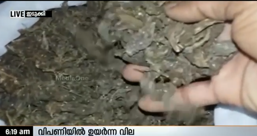 ഇടുക്കിയില്‍ കഞ്ചാവ് കൃഷി വര്‍ധിക്കുന്നു