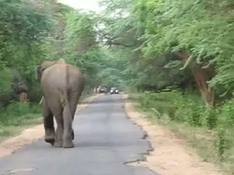 മറയൂരില്‍ കാട്ടാനശല്യം രൂക്ഷം