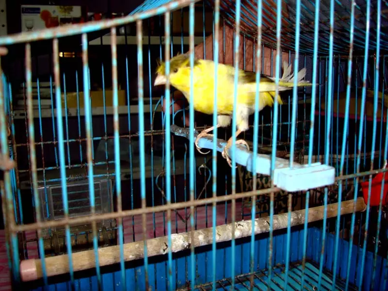 പക്ഷികളുടെ ദേശാടനക്കാലം പ്രയോജനപ്പെടുത്തി ഗസ്സയിലെ ജനങ്ങള്‍