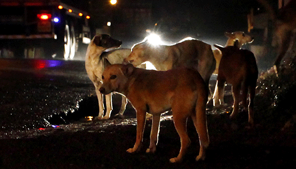 കോഴിക്കോട് രണ്ടു വയസുകാരിക്ക് തെരുവുനായയുടെ കടിയേറ്റു കോഴിക്കോട് രണ്ടു വയസുകാരിക്ക് തെരുവുനായയുടെ കടിയേറ്റു