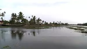 മെത്രാന് കായലില് എട്ടു വര്ഷത്തിനുശേഷം നെല്കൃഷി മെത്രാന് കായലില് എട്ടു വര്ഷത്തിനുശേഷം നെല്കൃഷി