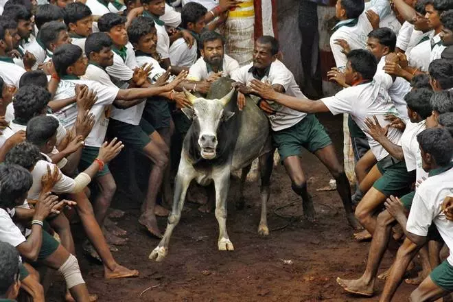 ജല്ലിക്കെട്ട്: എഐഎഡിഎംകെ നേതാക്കള് രാഷ്ട്രപതിയെ കണ്ടു ജല്ലിക്കെട്ട്: എഐഎഡിഎംകെ നേതാക്കള് രാഷ്ട്രപതിയെ കണ്ടു