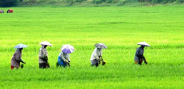 രണ്ടാം വിളയിറക്കാനാവാതെ നെല്‍കര്‍ഷകര്‍ പ്രതിസന്ധിയില്‍