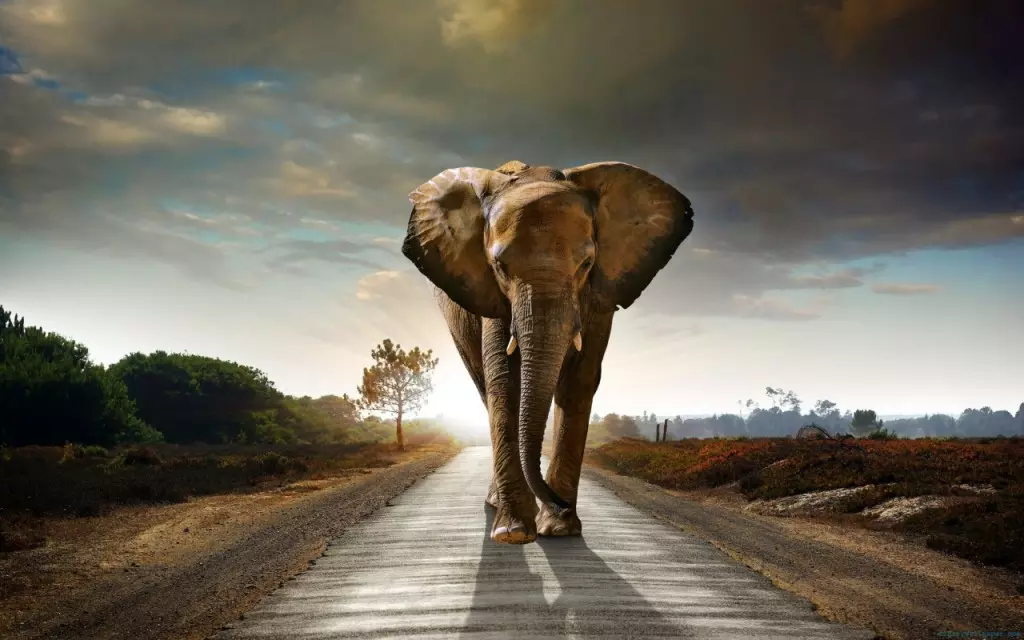 ആനയിറങ്ങിയാല് അറിയിക്കാനും ഇനി ആപ്പ് ആനയിറങ്ങിയാല് അറിയിക്കാനും ഇനി ആപ്പ്