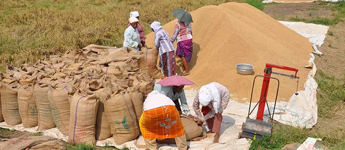 നെല്ല് സംഭരണം: കുട്ടനാട്ടിലെ കര്‍ഷകര്‍ ആശങ്കയില്‍