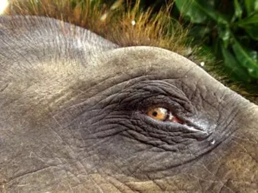 കാട്ടാനക്ക് വെടിയേറ്റ സംഭവം: വാഹനത്തില്‍ നിന്നെന്ന് പ്രാഥമിക നിഗമനം