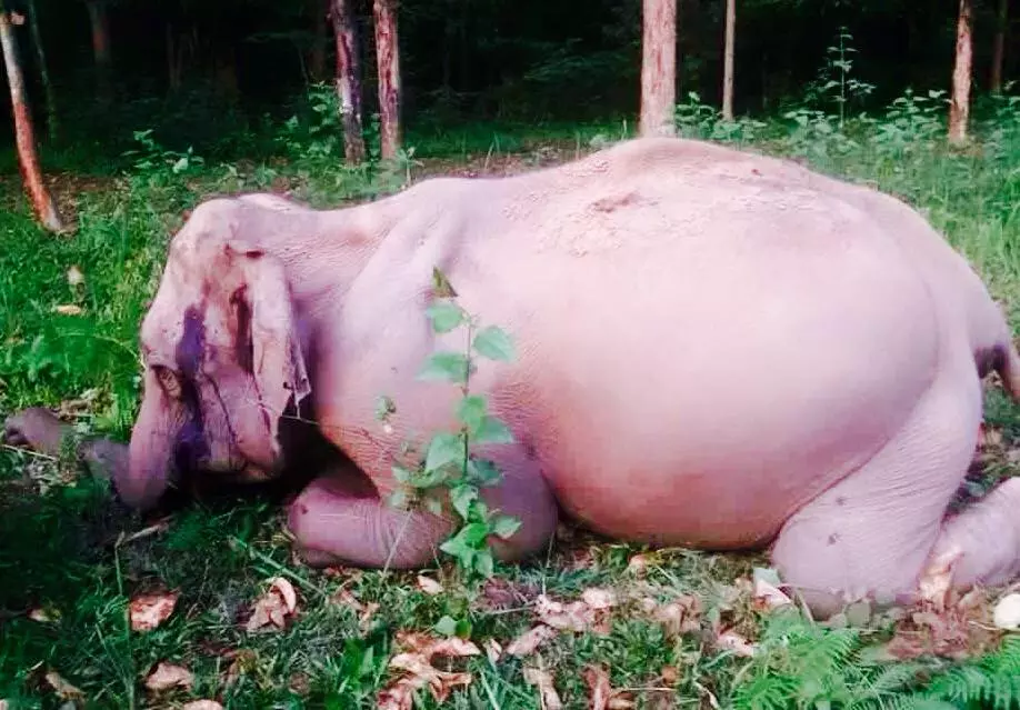 വയനാട്ടില്‍ കാട്ടാനയെ കൊലപ്പെടുത്തിയത് നാടന്‍ തോക്കുപയോഗിച്ച്