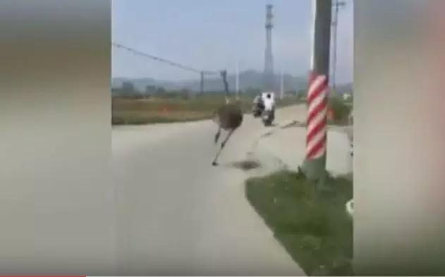 മരണപ്പാച്ചിലിനൊടുവില്‍ ഒട്ടകപക്ഷിക്ക് സംഭവിച്ചത്