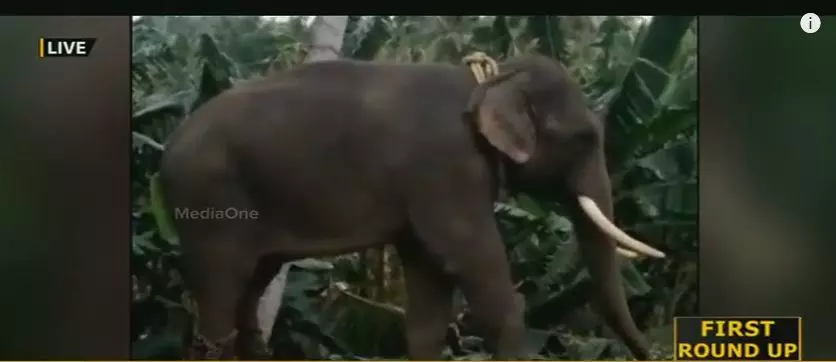 പാപ്പാനെ ആന ചവിട്ടിക്കൊന്നു പാപ്പാനെ ആന ചവിട്ടിക്കൊന്നു