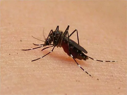 ഡെങ്കിപ്പനി പ്രതിരോധിക്കാന് കണ്ണൂരില് വിദഗ്ധസംഘം ഡെങ്കിപ്പനി പ്രതിരോധിക്കാന് കണ്ണൂരില് വിദഗ്ധസംഘം