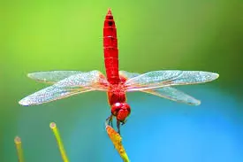 വയനാട് വന്യജീവി സങ്കേതത്തില് 73 ഇനം തുമ്പികള് വയനാട് വന്യജീവി സങ്കേതത്തില് 73 ഇനം തുമ്പികള്