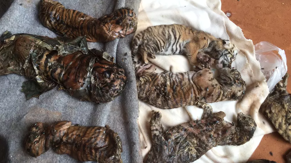 കടുവകളെ വളര്‍ത്തുന്ന ബുദ്ധക്ഷേത്രത്തിന്റെ ഫ്രീസറില്‍ നിന്നും 40 കടുവ കുഞ്ഞുങ്ങളെ കണ്ടെത്തി