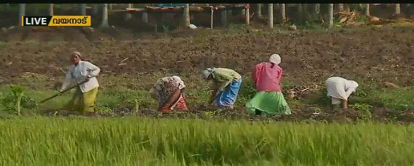 കാട്ടാനകളെ കൊണ്ട് പൊറുതിമുട്ടി വയനാട്ടിലെ കര്‍ഷകര്‍