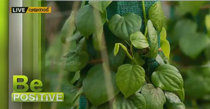 കുരുമുളക് കൃഷിയില്‍ വ്യത്യസ്തമായ പരീക്ഷണങ്ങളുമായി തോട്ടോളി അയൂബ്