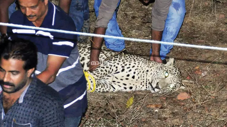 കണ്ണൂരില്‍ നിന്ന് പിടികൂടിയത് വളര്‍ത്തുപുലിയെയോ?