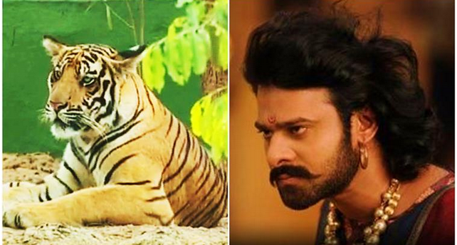 നന്ദന്‍കാനന്‍ കാഴ്ചബംഗ്ലാവിലെ ബാഹുബലി