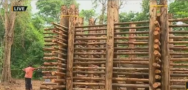 ആറളം മേഖലയില്‍ ഭീതിവിതച്ച ചുള്ളിക്കൊമ്പന്‍ ഒടുവില്‍ കൂട്ടിലായി