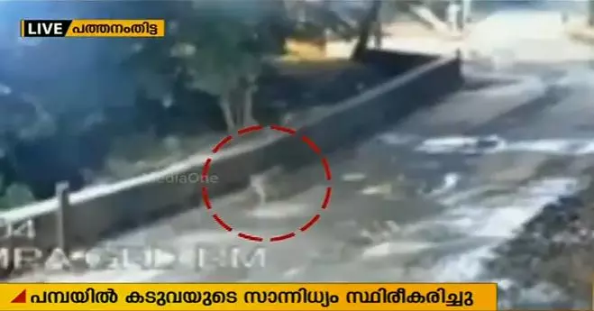 പമ്പയില് കടുവയുടെ സാന്നിധ്യം സ്ഥിരീകരിച്ചു പമ്പയില് കടുവയുടെ സാന്നിധ്യം സ്ഥിരീകരിച്ചു