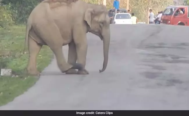 റോഡ് ബ്ലോക്കാക്കി കുട്ടിയാനയുടെ ഫുട്ബോള് കളി വൈറല് റോഡ് ബ്ലോക്കാക്കി കുട്ടിയാനയുടെ ഫുട്ബോള് കളി വൈറല്