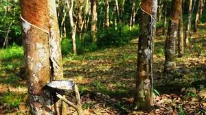 പത്തനംതിട്ടയിലെ തോട്ടം മേഖലയില്‍ കാന്‍സര്‍ രോഗികള്‍ കൂടുന്നു