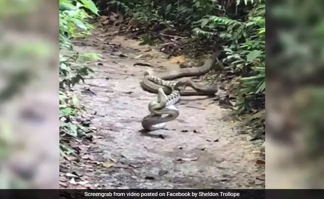രാജവെമ്പാലയും പെരുമ്പാമ്പും തമ്മില്‍ പൊരിഞ്ഞ അടി; വീ‍ഡിയോ വൈറല്‍