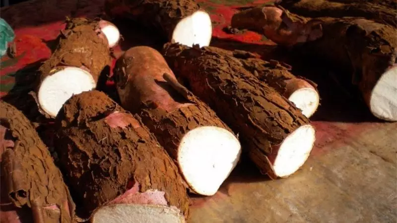 കപ്പയിലും മായം, തൂക്കം കൂട്ടാന് ഹോര്മോണ് പുരട്ടുന്നു കപ്പയിലും മായം, തൂക്കം കൂട്ടാന് ഹോര്മോണ് പുരട്ടുന്നു