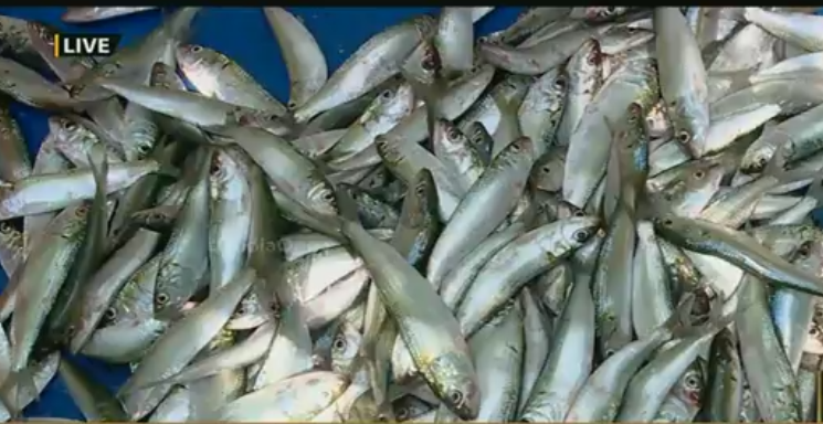 കൊല്ലം തീരങ്ങളില്‍ നിന്ന് മത്സ്യങ്ങള്‍ അകലുന്നതായി റിപ്പോര്‍ട്ട്