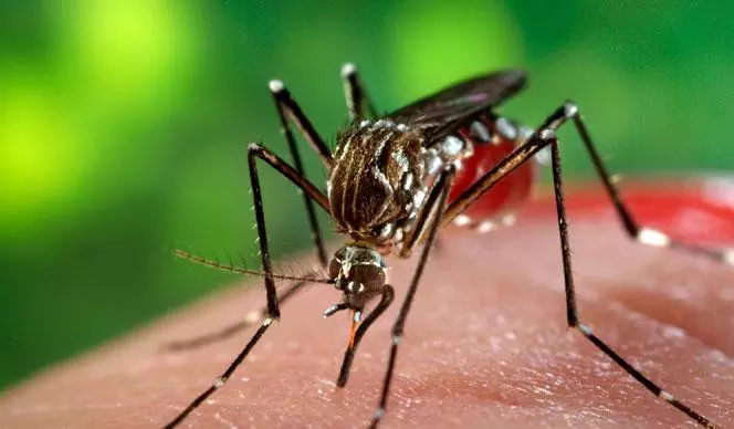 സിക്കവൈറസ്; പുതിയ പരീക്ഷണം വിജയകരം സിക്കവൈറസ്; പുതിയ പരീക്ഷണം വിജയകരം