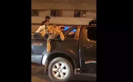 പിക് അപ് വാനിലെ സിംഹത്തിന്റെ യാത്ര