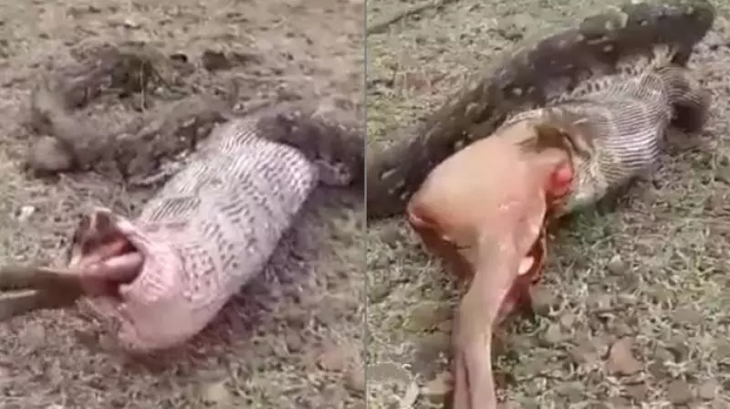 മാനിനെ വിഴുങ്ങിയ പെരുമ്പാമ്പിന് പണി കിട്ടി, ഒടുവില്‍ വയറിലൊതുങ്ങാതെ ഛര്‍ദ്ദിച്ചു; വീഡിയോ കാണാം