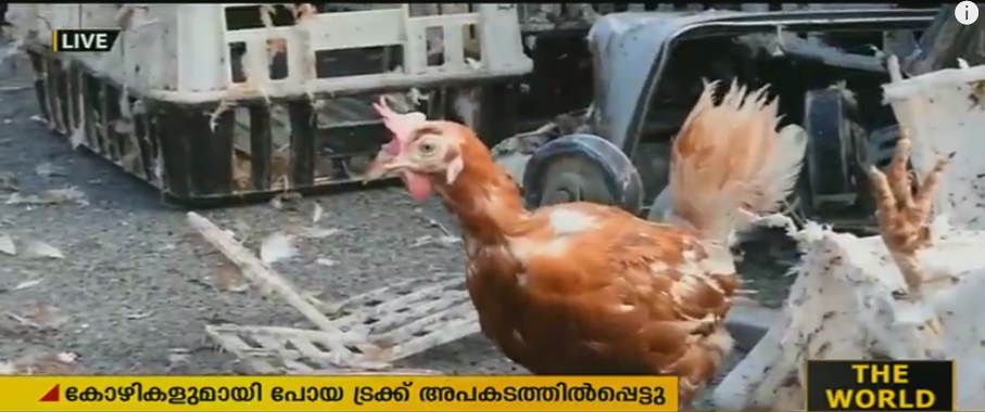 ട്രക്ക് മറിഞ്ഞു, ആയിരക്കണക്കിന് കോഴികള്‍ റോഡിലിറങ്ങി