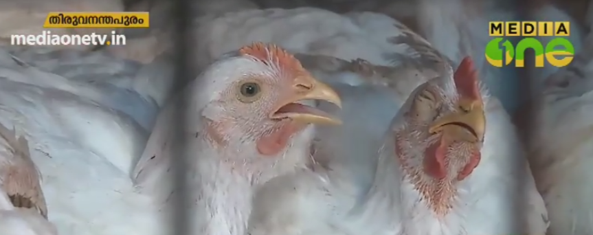 കോഴി വില കുറഞ്ഞില്ല, ലൈവ് ചിക്കന് വില 115 മുതല്‍ 130 വരെ