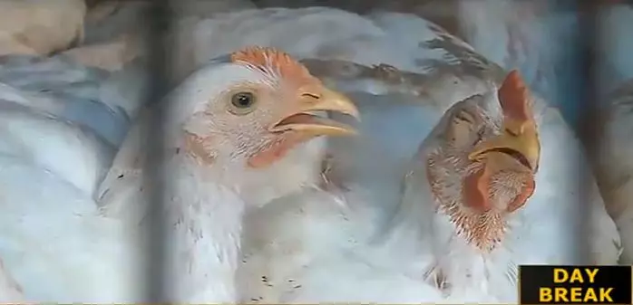 ഇറച്ചിക്കോഴി വിപണിയില് ശക്തമായി ഇടപെടാന് സര്ക്കാര് ഇറച്ചിക്കോഴി വിപണിയില് ശക്തമായി ഇടപെടാന് സര്ക്കാര്