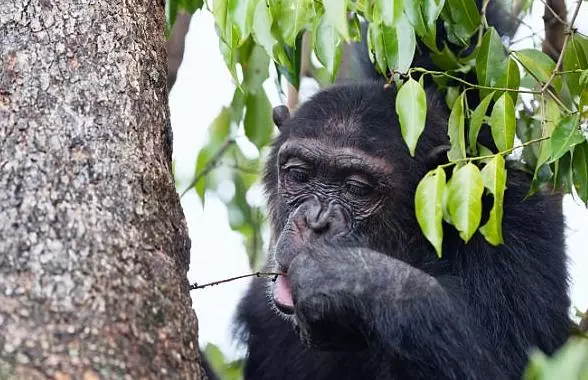 പുല്ല് കൊണ്ട് മരപ്പൊത്തില് നിന്നും ഉറുമ്പുകളെ എടുക്കുന്ന ചിമ്പാന്സി; വീഡിയോ കാണാം പുല്ല് കൊണ്ട് മരപ്പൊത്തില് നിന്നും ഉറുമ്പുകളെ എടുക്കുന്ന ചിമ്പാന്സി; വീഡിയോ കാണാം