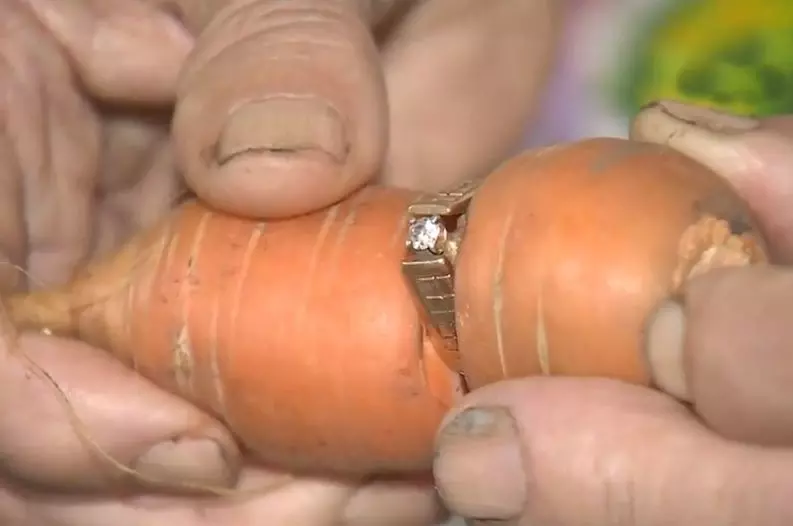 13 വര്‍ഷം മുന്‍പ് നഷ്ടപ്പെട്ട വിവാഹ മോതിരം ഒടുവില്‍ ക്യാരറ്റില്‍ കണ്ടെത്തി