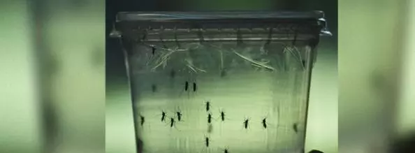 സിക വൈറസിനെ പ്രതിരോധിക്കാന്‍ ലോകം പ്രാപ്തരായിട്ടില്ലെന്ന് ലോകാരോഗ്യ സംഘടന