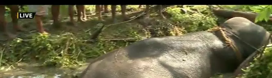 ചെളിയിൽ താഴ്ന്ന ആനയെ രക്ഷിച്ചു ചെളിയിൽ താഴ്ന്ന ആനയെ രക്ഷിച്ചു