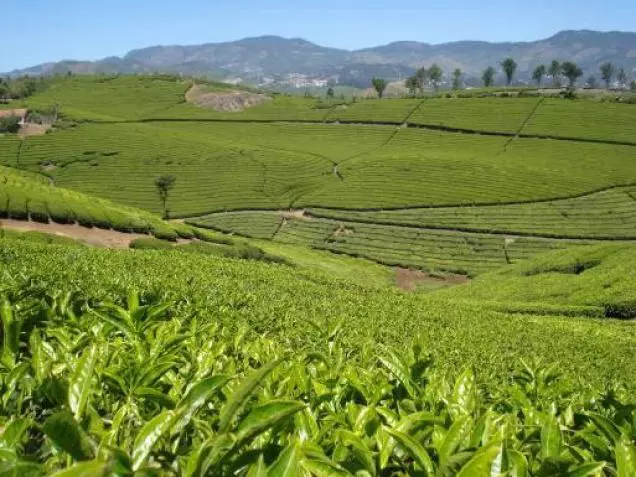 ഹാരിസണ്‍ മലയാളം തൊഴിലാളി സമരം പിന്‍വലിച്ചു