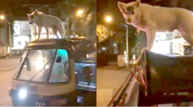 ഈ സുല്‍ത്താന് ഓട്ടോറിക്ഷക്ക് മുകളില്‍ നിന്നു സഞ്ചരിക്കാനാണിഷ്ടം