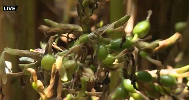 ഏലം കര്‍ഷകര്‍ പ്രതിസന്ധിയില്‍