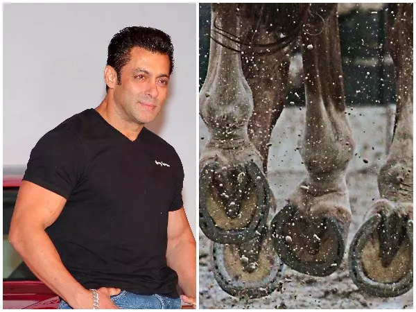 കുതിരയ്ക്ക് 2 കോടി വിലയിട്ട് സല്മാന്; ഓഫര് കുതിരയുടെ ഉടമ നിരസിച്ചു കുതിരയ്ക്ക് 2 കോടി വിലയിട്ട് സല്മാന്; ഓഫര് കുതിരയുടെ ഉടമ നിരസിച്ചു