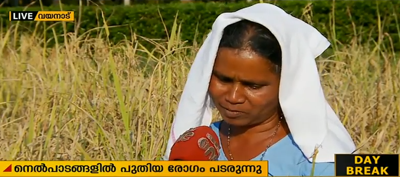 വരള്‍ച്ചക്കും വന്യമൃഗശല്യത്തിനും പുറമെ രോഗങ്ങളും വയനാട്ടിലെ നെല്‍കര്‍ഷകര്‍ക്ക് ദുരിതമാകുന്നു