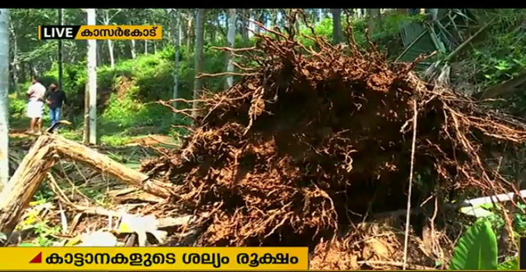 കാസര്‍കോട് ജില്ലയുടെ മലയോര ഗ്രാമങ്ങളില്‍ കാട്ടാനകളുടെ ശല്യം രൂക്ഷം