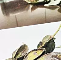 കുവൈത്ത് മണ്ണില്‍ തണല്‍ വിരിക്കാന്‍ നീര്‍ മരുത് മരങ്ങള്‍