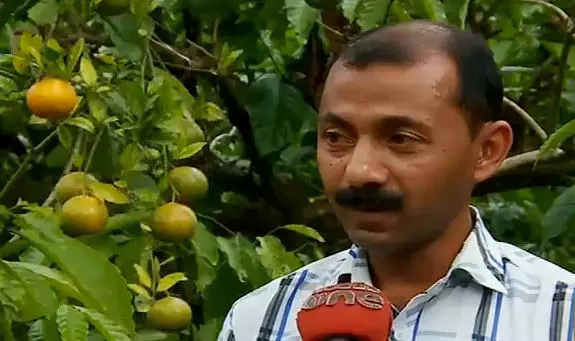 വയനാട്ടില്‍ ഓറഞ്ച് വിളവെടുപ്പ് കാലം