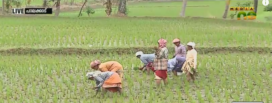 നെല്‍വയല്‍ നികത്തുന്നത് ജാമ്യമില്ലാ കുറ്റമാകുന്നു