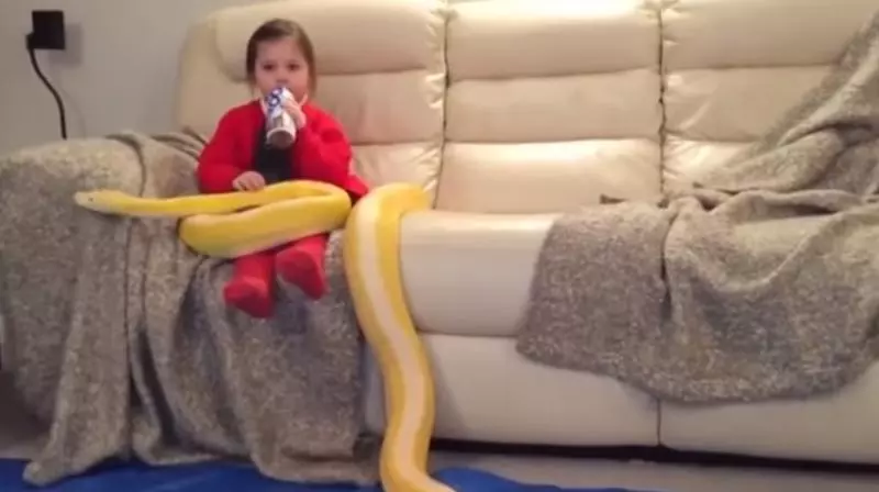 പെരുമ്പാമ്പിനെ മടിയിലിരുത്തി പാല് കുടിക്കുന്ന പെണ്കുട്ടി; വീഡിയോ വൈറല് പെരുമ്പാമ്പിനെ മടിയിലിരുത്തി പാല് കുടിക്കുന്ന പെണ്കുട്ടി; വീഡിയോ വൈറല്