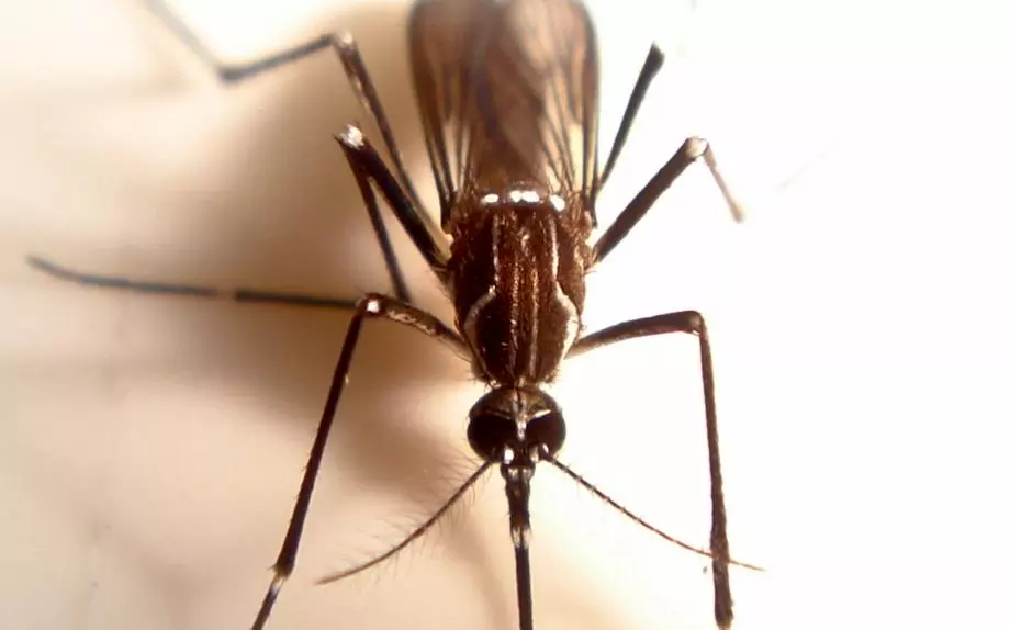 സിക്ക വൈറസ് ഭീഷണി ഭീതിജനകമെന്ന് അമേരിക്ക സിക്ക വൈറസ് ഭീഷണി ഭീതിജനകമെന്ന് അമേരിക്ക