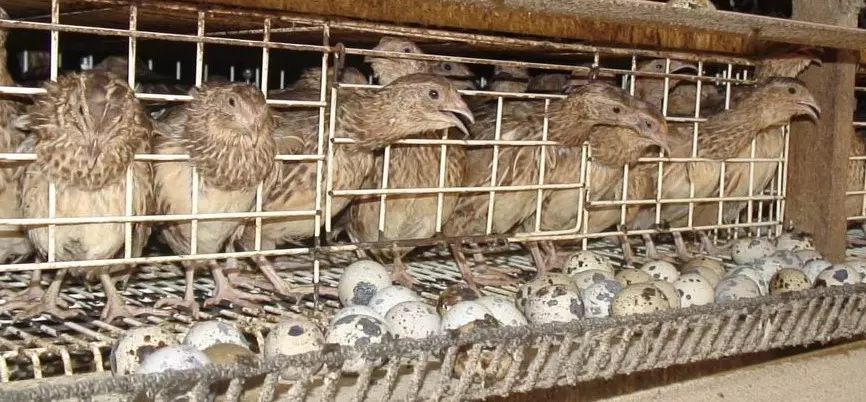 കാടകൃഷിയിലെ കോഴിക്കോടന്‍ മാതൃക