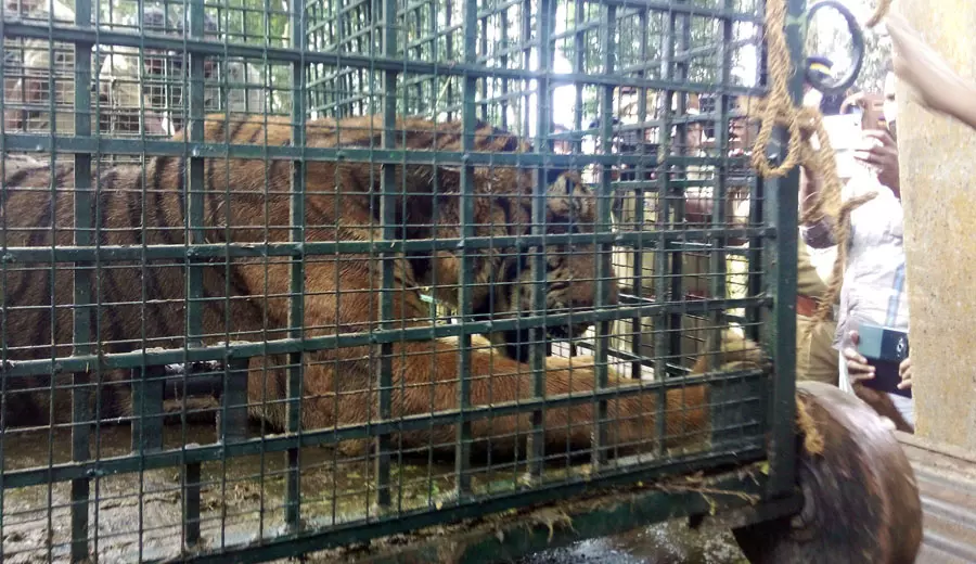 വയനാട്ടില് ജനവാസ മേഖലയില് ഇറങ്ങിയ കടുവയെ പിടികൂടി വയനാട്ടില് ജനവാസ മേഖലയില് ഇറങ്ങിയ കടുവയെ പിടികൂടി